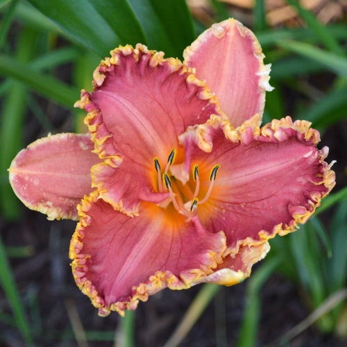 Daylily-Puffer-Fish-1200x-DSC 0173