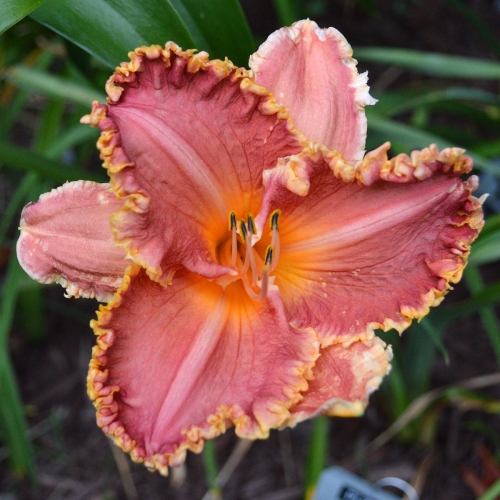 Daylily-Puffer-Fish-1200x-DSC 0264