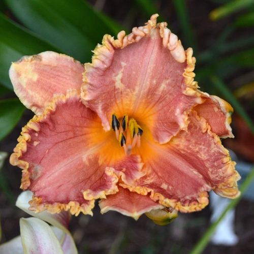 Daylily-Puffer-Fish-1200x-DSC 0817