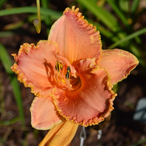 Daylily-Puffer-Fish-1200x-DSC 1047