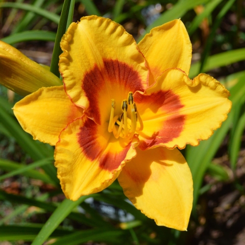 Daylily (Hemerocallis) Pumpkin Moonshine