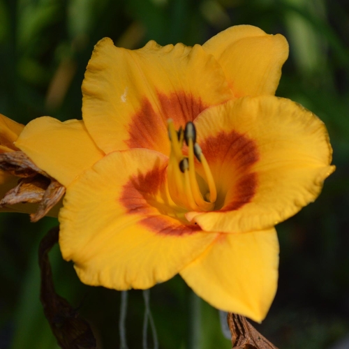 Daylily-Pumpkin-Moonshine-1200x-DSC 1055