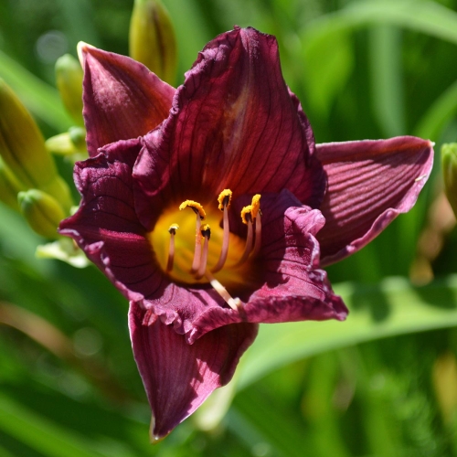 Daylily-Purple-De-Oro-1200x-DSC 0534