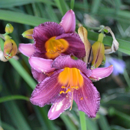 Daylily-Purple-De-Oro-1200x-DSC 1657