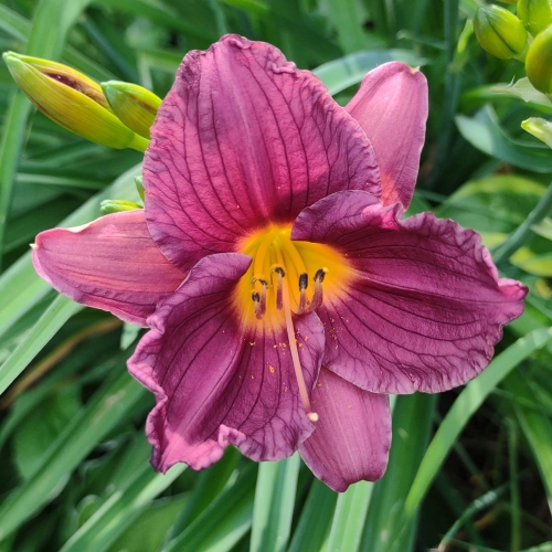 Daylily-Purple-De-Oro-1200x-IMG 20210719 165102753