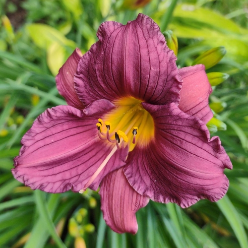 Daylily-Purple-De-Oro-1200x-IMG 20210720 131901804
