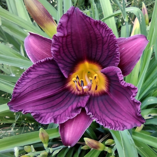 Daylily (Hemerocallis) Purple De Oro