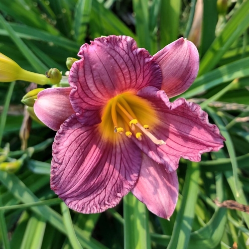 Daylily-Purple-De-Oro-1200x
