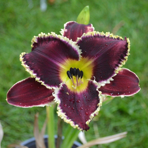 Daylily-Purple-Power-Lady-1200x-DSC 0110