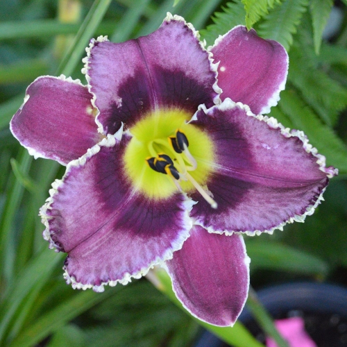 Daylily-Purple-Power-Lady-1200x-DSC 0372
