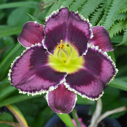 Daylily-Purple-Power-Lady-1200x-DSC 0401