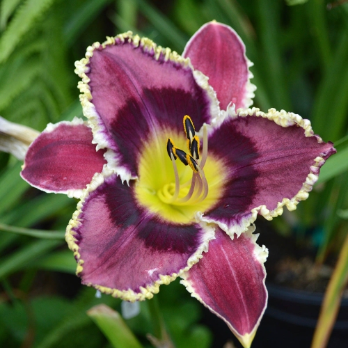 Daylily (Hemerocallis) Purple Power Lady
