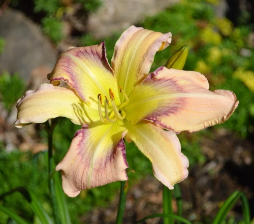 Daylily-Rainbow-In-The-Clouds-1200h-DSC 0182