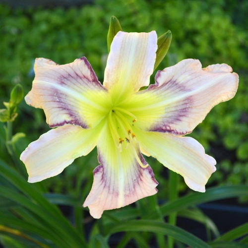 Daylily-Rainbow-In-The-Clouds-1200x-DSC 0183