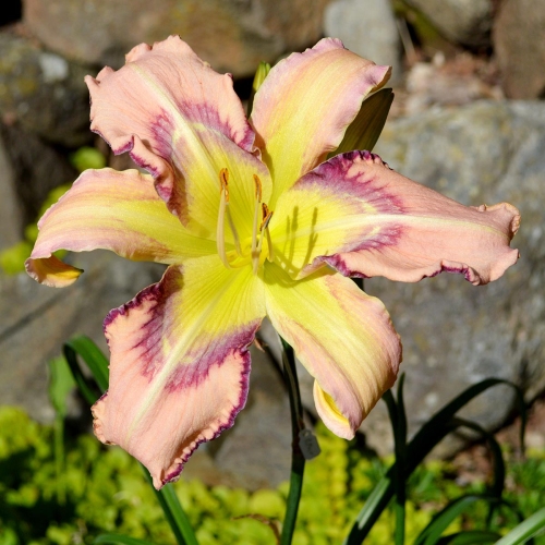 Daylily-Rainbow-In-The-Clouds-1200x-DSC 0198