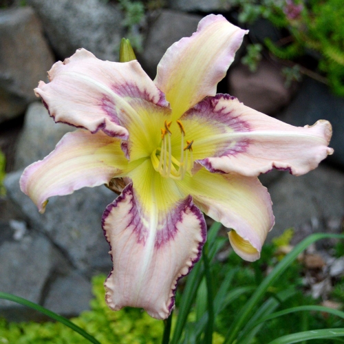 Daylily-Rainbow-In-The-Clouds-1200x-DSC 0283