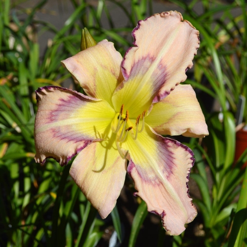 Daylily-Rainbow-In-The-Clouds-1200x-DSC 0378