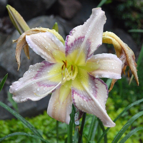 Daylily-Rainbow-In-The-Clouds-1200x-DSC 0753