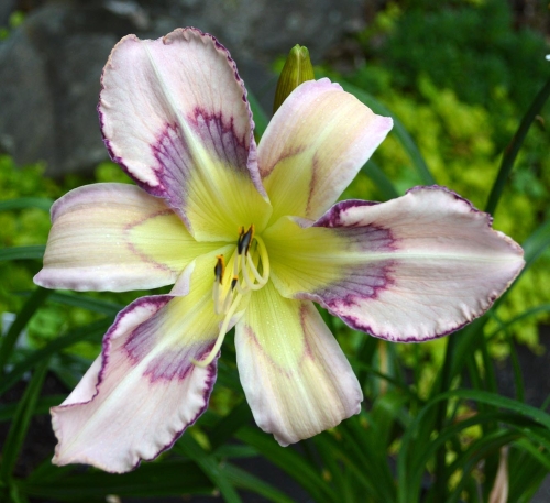 Daylily-Rainbow-In-The-Clouds-1200x-DSC 0840
