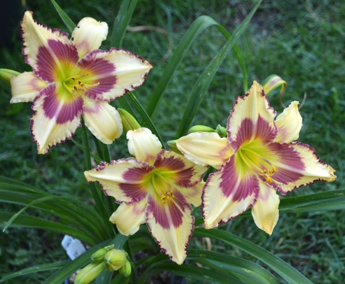 Daylily-Raspberry-Griffin-1200h-DSC 0560