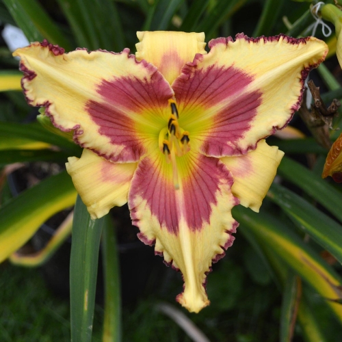 Daylily (Hemerocallis) Raspberry Griffin