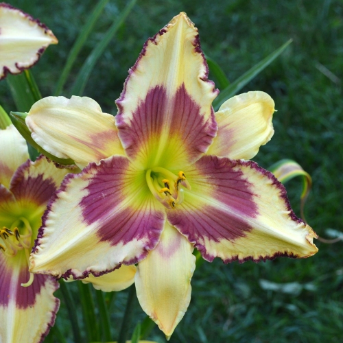 Daylily-Raspberry-Griffin-1200x-DSC 0565