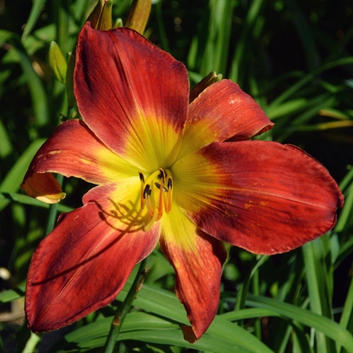 Daylily-Rocket-Booster-1200x-DSC 0243
