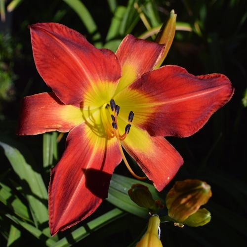 Daylily-Rocket-Booster-1200x-DSC 0319