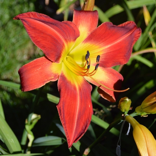 Daylily-Rocket-Booster-1200x-DSC 0320