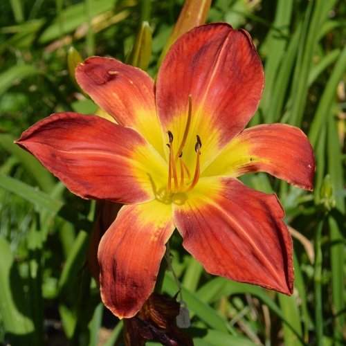 Daylily-Rocket-Booster-1200x-DSC 0470