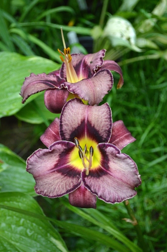 Daylily-Royal-Candy-Crush-1200w-DSC 0796