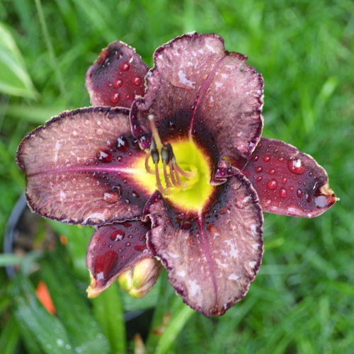 Daylily-Royal-Candy-Crush-1200x-DSC 0088