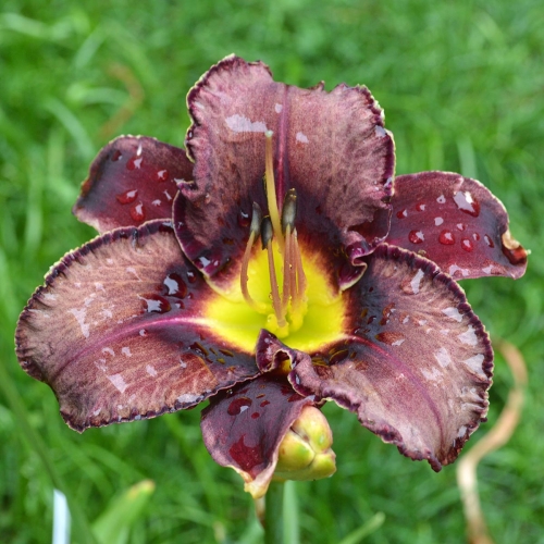 Daylily-Royal-Candy-Crush-1200x-DSC 0126