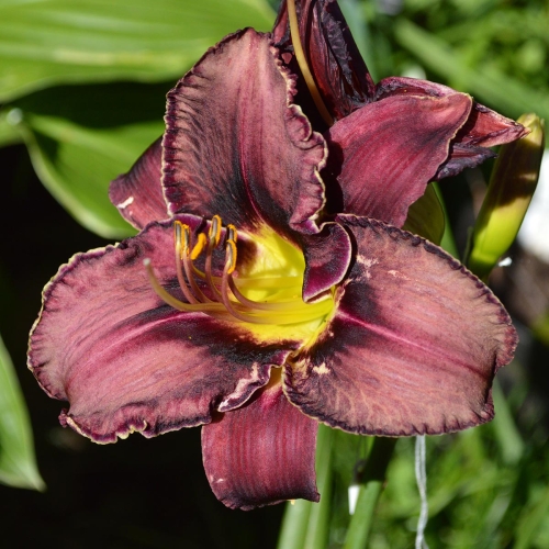 Daylily-Royal-Candy-Crush-1200x-DSC 0160