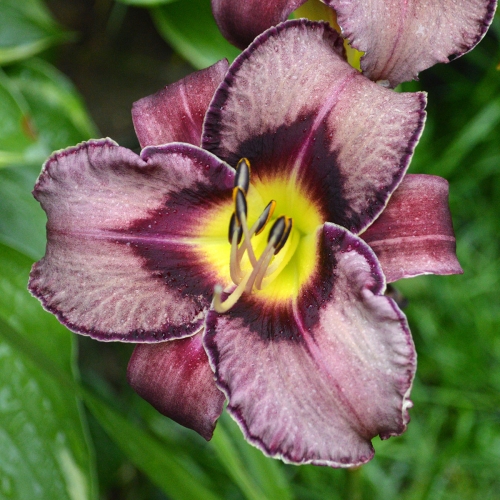 Daylily-Royal-Candy-Crush-1200x-DSC 0792