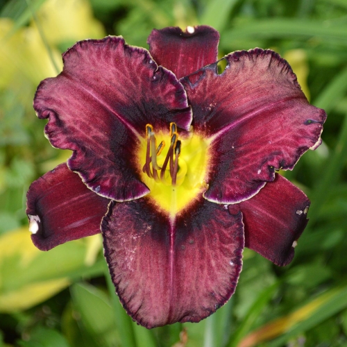 Daylily-Royal-Candy-Crush-1200x-DSC 0990