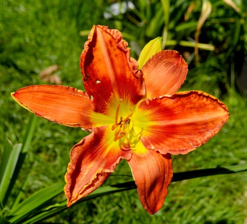 Daylily-Rue-AnD-Lou-1200w-DSC 0058