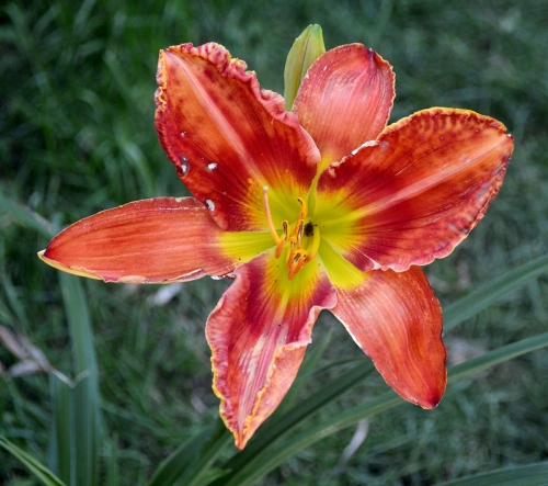 Daylily-Rue-And-Lou-1200w-DSC 0056