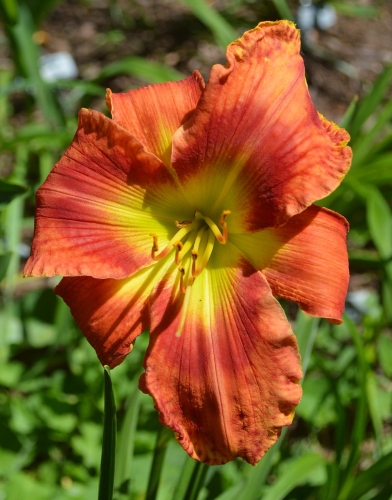 Daylily-Rue-And-Lou-1200w-DSC 0996
