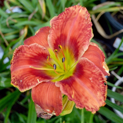 Daylily-Rue-And-Lou-1200x-DSC 0111