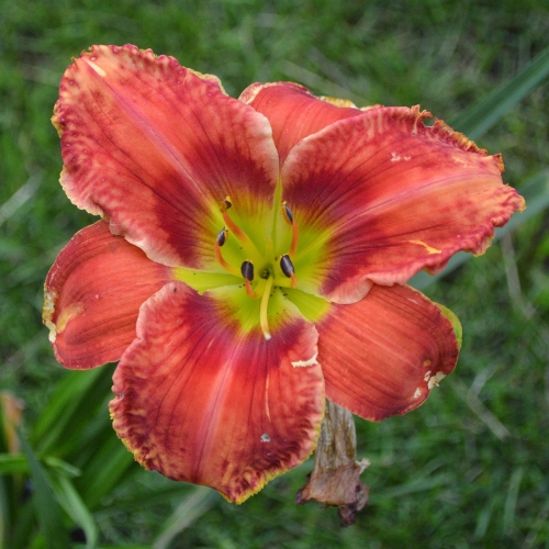 Daylily-Rue-And-Lou-1200x-DSC 0116