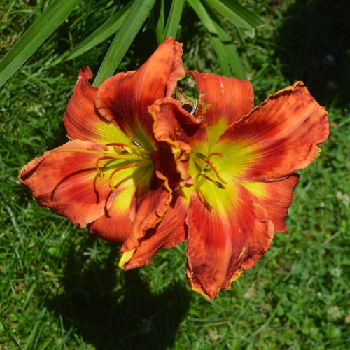 Daylily-Rue-And-Lou-1200x-DSC 0212