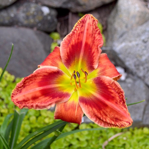 Daylily-Rue-And-Lou-1200x-DSC 0569