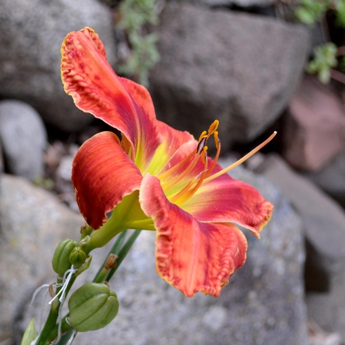 Daylily-Rue-And-Lou-1200x-DSC 0571