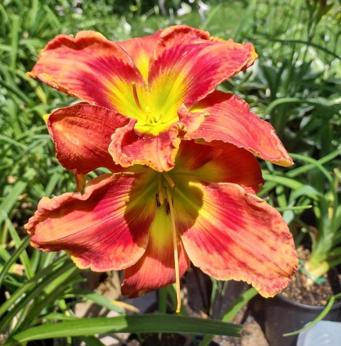 Daylily-Rue-And-Lou-Cellphone-cd382a