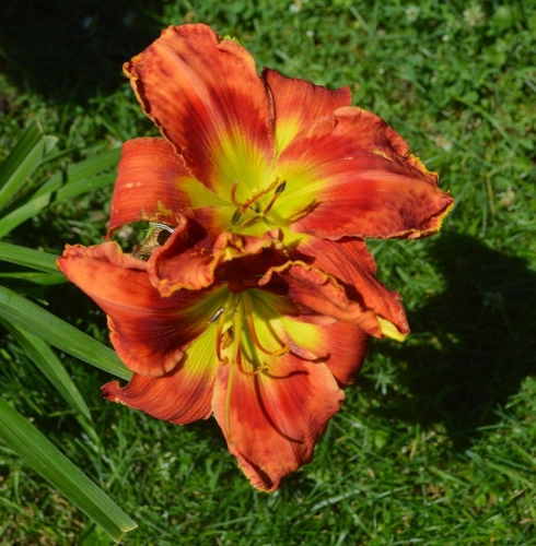 Daylily-Rue-And-Lou-Nikon-From-Gardenorg-9e90e7