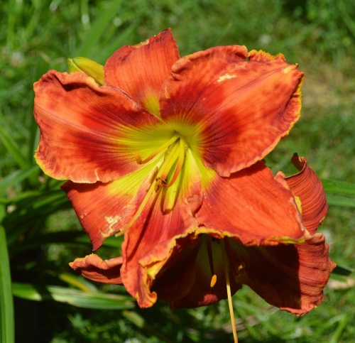 Daylily-Rue-And-Lou-from-gardenorg-0ea91d