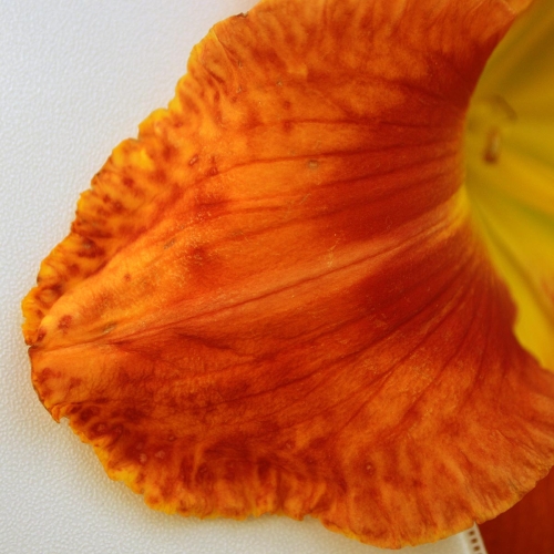 Daylily-Rue-And-Lou-petal-1200x-DSC 0053