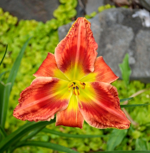 Daylily-Rue-and-Lou-1200x-DSC 0621