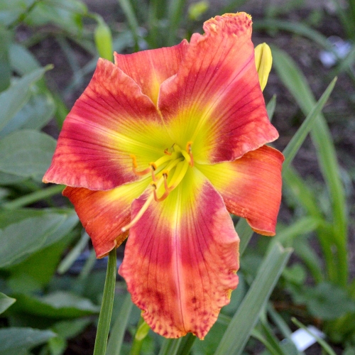 Daylily-Rue-and-Lou-1200x-DSC 0937